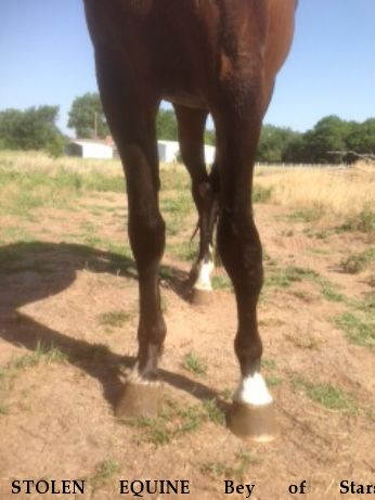 STOLEN EQUINE Bey of Stars, RECOVERED Near Woodward, OK, 73801